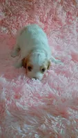 Smoothie , a female Cavapoo for sale in Jonesboro, GA – 2 of 6