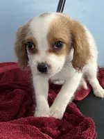 Smoothie , a female Cavapoo for sale in Jonesboro, GA – 4 of 6