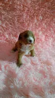 Brownie, a female Cavapoo for sale in Jonesboro, GA – 2 of 9