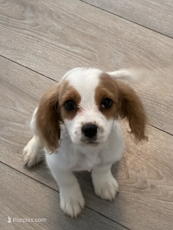 Smoothie  – Cavapoo puppy for sale in Jonesboro, GA