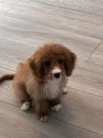 Brownie, a female Cavapoo for sale in Jonesboro, GA – 8 of 9