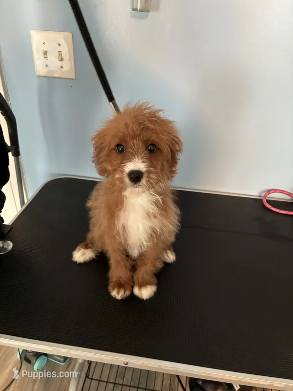 Brownie – Cavapoo puppy for sale in Jonesboro, GA