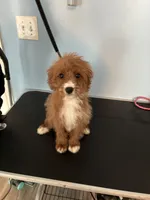 Brownie, a female Cavapoo for sale in Jonesboro, GA – 1 of 9