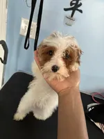 Curly, a female Cavapoo for sale in Jonesboro, GA – 3 of 4