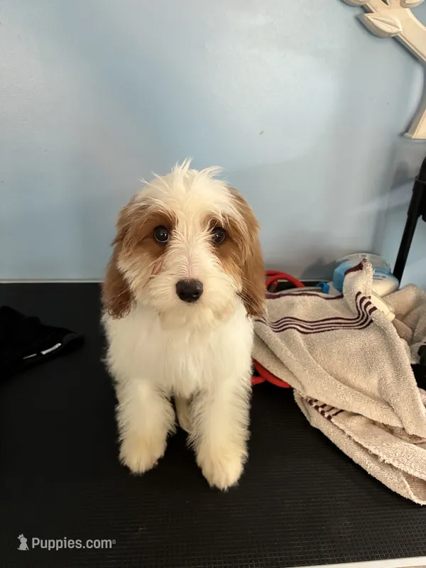 Biggie – Cavapoo puppy for sale in Jonesboro, GA