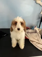 Biggie, a female Cavapoo for sale in Jonesboro, GA – 1 of 4