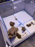 Brownie, a female Cavapoo for sale in Jonesboro, GA – 4 of 9