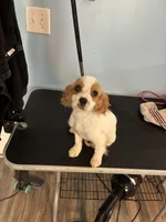 Smoothie , a female Cavapoo for sale in Jonesboro, GA – 6 of 6