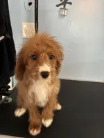 Brownie, a female Cavapoo for sale in Jonesboro, GA – 9 of 9