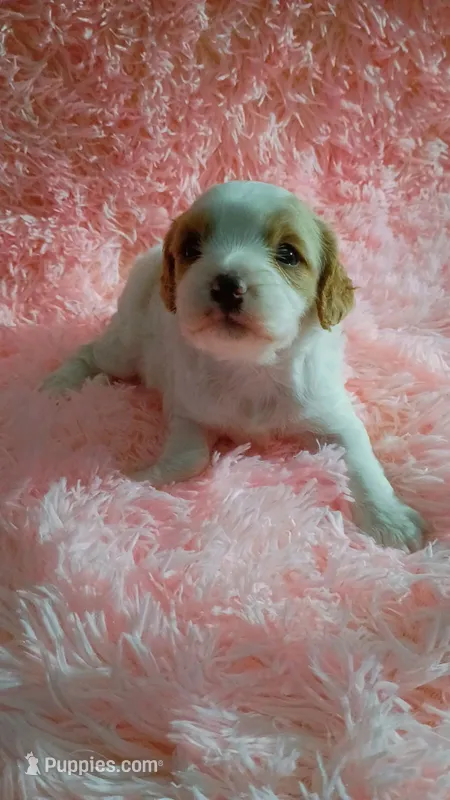 Curly – Cavapoo puppy for sale in Jonesboro, GA