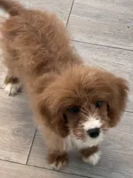 Brownie, a female Cavapoo for sale in Jonesboro, GA – 5 of 9