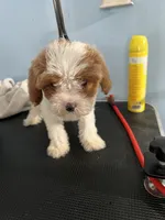 Curly, a female Cavapoo for sale in Jonesboro, GA – 4 of 4