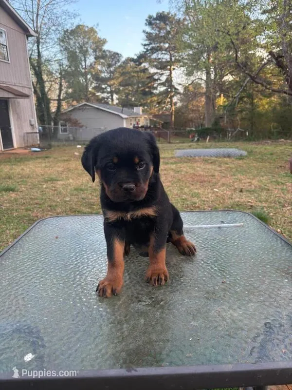 Toni – Rottweiler puppy for sale in Niagara Falls, NY