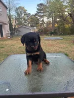 Toni, a male Rottweiler for sale in Niagara Falls, NY – Photo 1 of 2