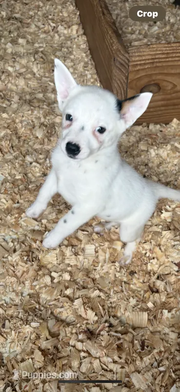 Rare white girl – Australian Cattle Dog puppy for sale in Munfordville, KY