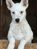 Rare white, a male Australian Cattle Dog for sale in Munfordville, KY – 10 of 10