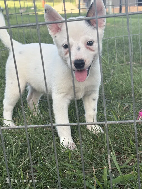 Rare white girl – Australian Cattle Dog puppy for sale in Munfordville, KY