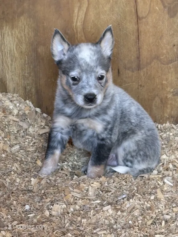 Ben – Australian Cattle Dog puppy for sale in Munfordville, KY