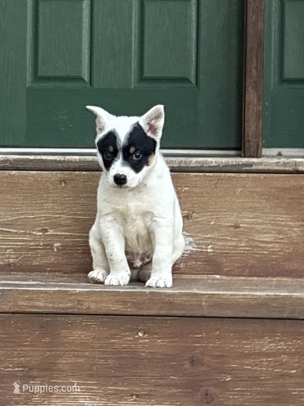 Cody – Australian Cattle Dog puppy for sale in Munfordville, KY