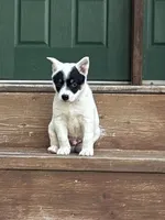 Cody, a male Australian Cattle Dog for sale in Munfordville, KY – 1 of 3