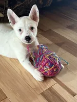 Rare white, a male Australian Cattle Dog for sale in Munfordville, KY – 1 of 10