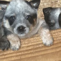 Maybeline, a female Australian Cattle Dog for sale in Munfordville, KY – Photo 1 of 3