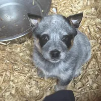 Maybeline, a female Australian Cattle Dog for sale in Munfordville, KY – Photo 3 of 3