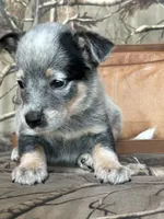 Abby, a female Australian Cattle Dog for sale in Munfordville, KY – 1 of 3