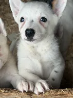 Rare white girl, a female Australian Cattle Dog for sale in Munfordville, KY – 2 of 3