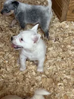Rare white, a female Australian Cattle Dog for sale in Munfordville, KY – 4 of 4