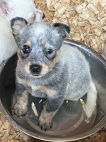 Dakota, a male Australian Cattle Dog for sale in Munfordville, KY – 1 of 1