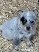 Sarah, a female Australian Cattle Dog for sale in Munfordville, KY – Photo 2 of 3