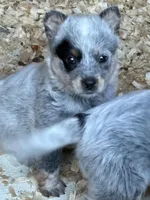 Sarah, a female Australian Cattle Dog for sale in Munfordville, KY – Photo 1 of 3