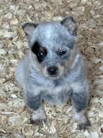 Sarah, a female Australian Cattle Dog for sale in Munfordville, KY – Photo 3 of 3