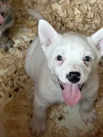 Rare white, a female Australian Cattle Dog for sale in Munfordville, KY – 3 of 4