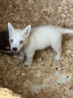 Rare white, a female Australian Cattle Dog for sale in Munfordville, KY – 2 of 4