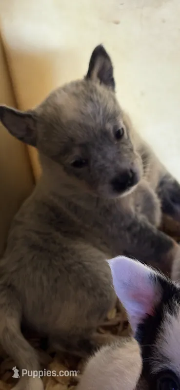 Ben – Australian Cattle Dog puppy for sale in Munfordville, KY