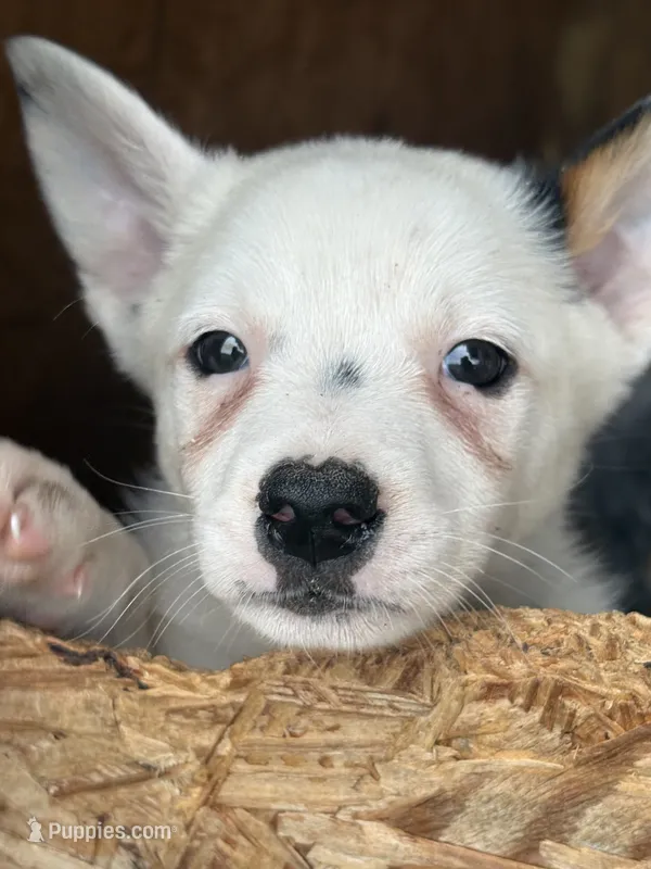Rare white girl – Australian Cattle Dog puppy for sale in Munfordville, KY