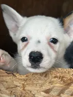 Rare white girl, a female Australian Cattle Dog for sale in Munfordville, KY – 1 of 3