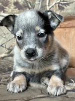 Abby, a female Australian Cattle Dog for sale in Munfordville, KY – 2 of 3