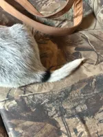 Abby, a female Australian Cattle Dog for sale in Munfordville, KY – 3 of 3