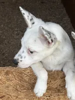Rare white, a male Australian Cattle Dog for sale in Munfordville, KY – 9 of 10