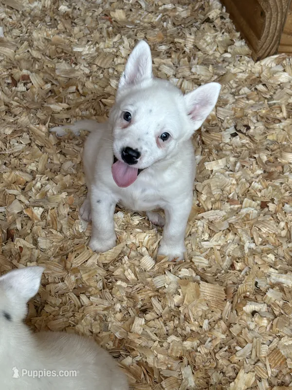Rare white – Australian Cattle Dog puppy for sale in Munfordville, KY