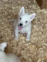 Rare white, a female Australian Cattle Dog for sale in Munfordville, KY – 1 of 4