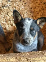 Jasper, a female Australian Cattle Dog for sale in Munfordville, KY – 1 of 1