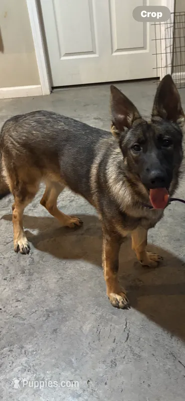 Saddie  – German Shepherd Dog puppy for sale in Munfordville, KY