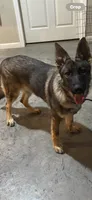 Saddie , a female German Shepherd Dog for sale in Munfordville, KY – 1 of 1