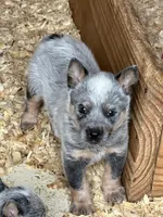 Hank, a male Australian Cattle Dog for sale in Munfordville, KY – Photo 2 of 2