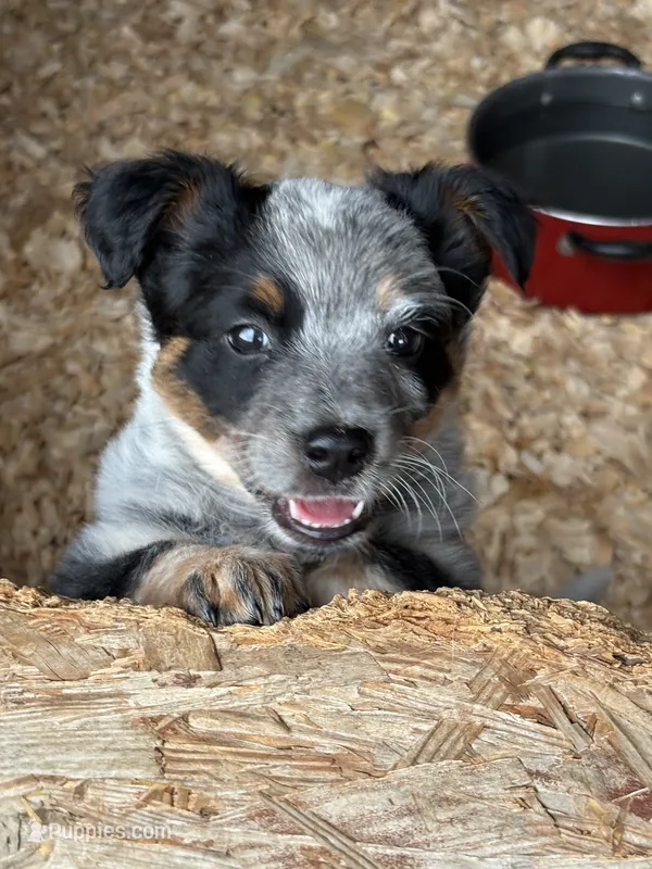 Dante – Australian Cattle Dog puppy for sale in Munfordville, KY