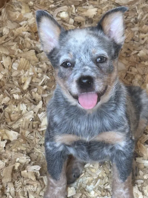 Dakota – Australian Cattle Dog puppy for sale in Munfordville, KY